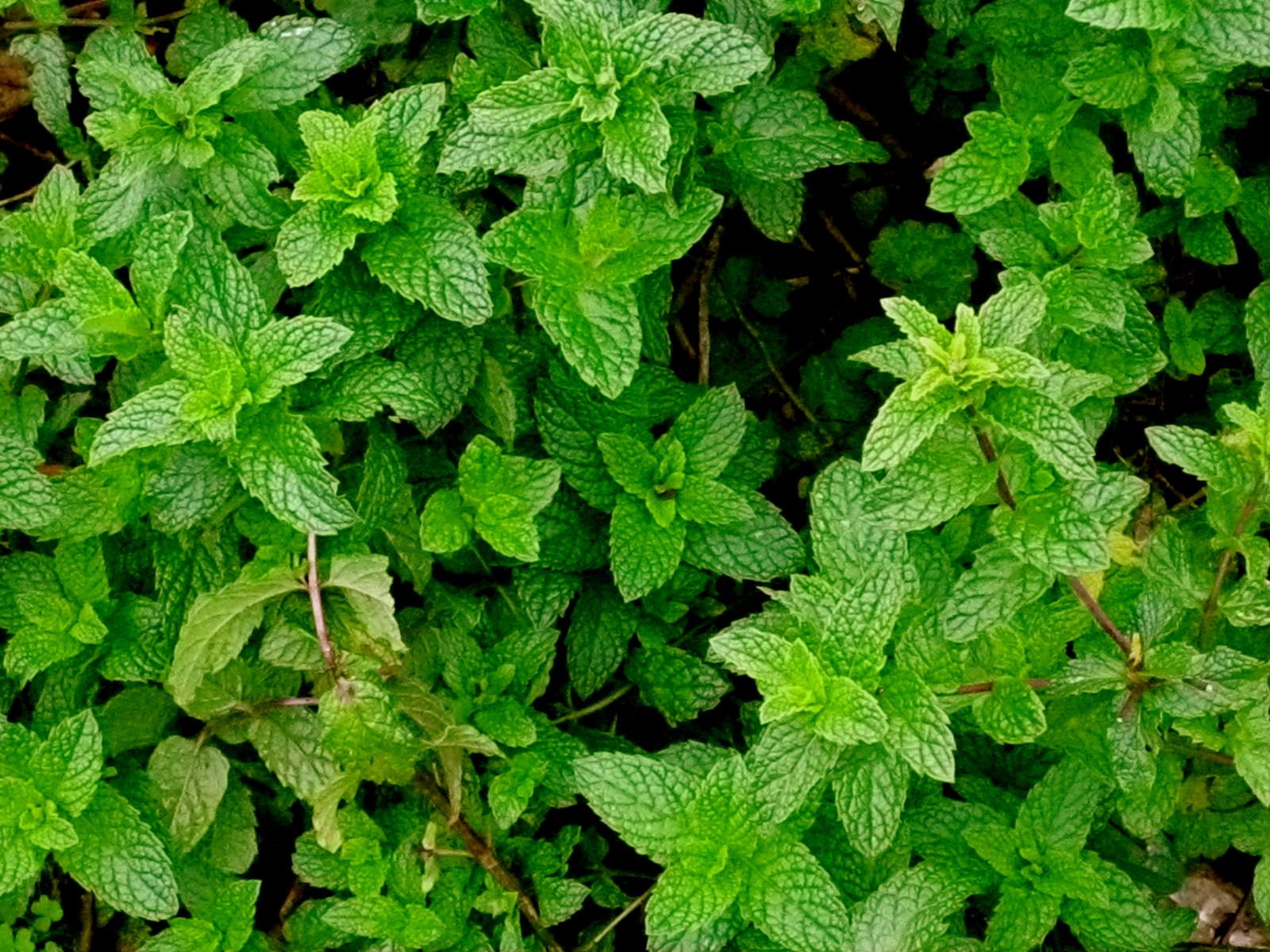 plante_photo