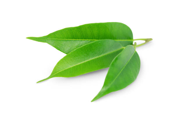 plante_photo