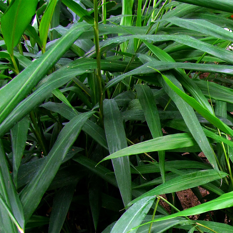 plante_photo