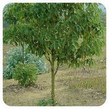 Plante